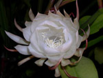 Màutrắnghoaquỳnh