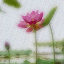 lien hoa dieu ngo