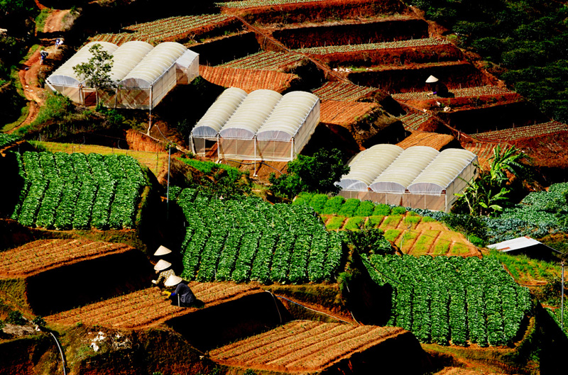 Ruộng bậc thang