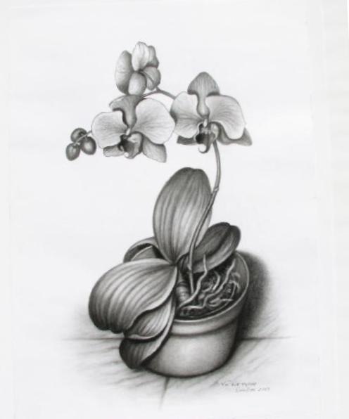 Hoa Lan - ký hoạ chì