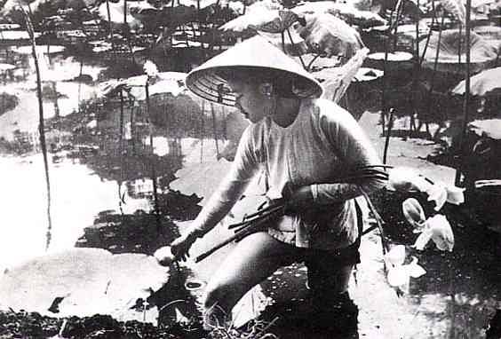 Sen tây hồ - năm 1941