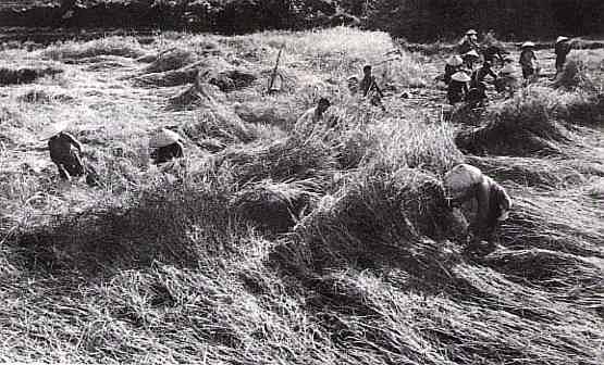 Ruộng lúa ngày mùa - Phú thọ 1965