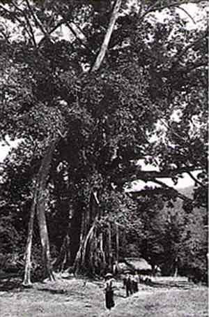 Cây đa tân trào - việt bắc