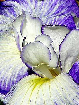 Vẻ đẹp của hoa 02