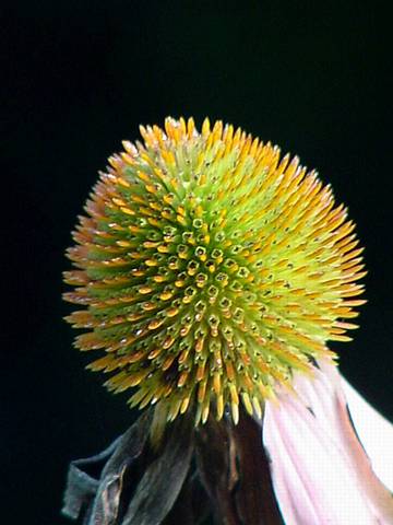 Vẻ đẹp của hoa 03