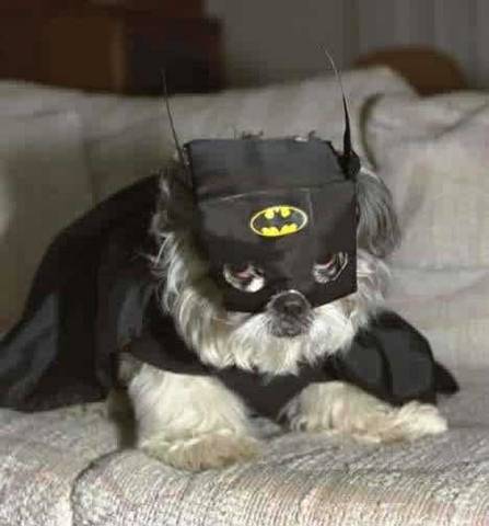 chó bastman