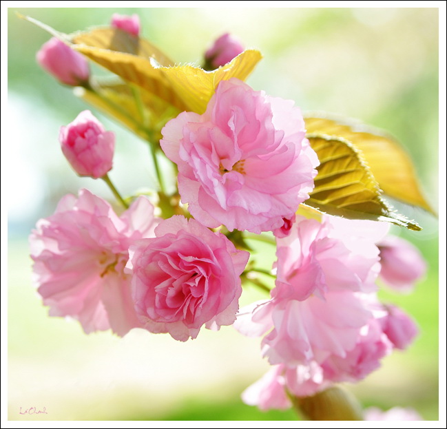 Hoa Anh Đào