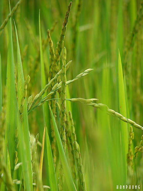 Lúa Mới
