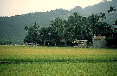 Ruộng lúa và thôn xóm lai châu