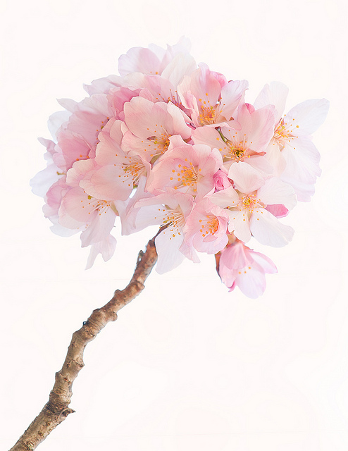 Trừơng tồn