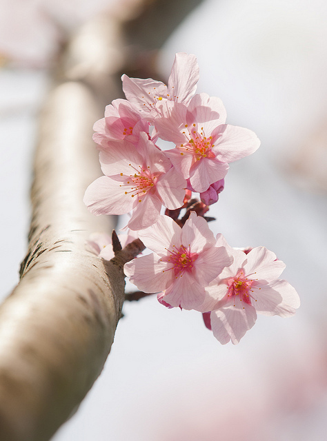 Mùa xuân nói với em điều gì?