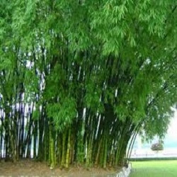 Thường Có Lần 
