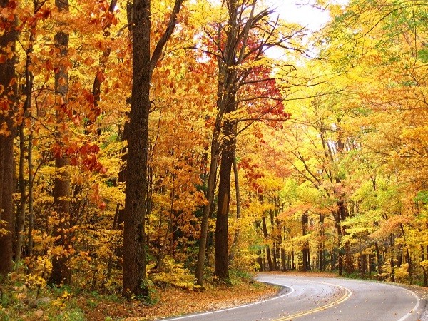 Cuối Đường Tình Thu  