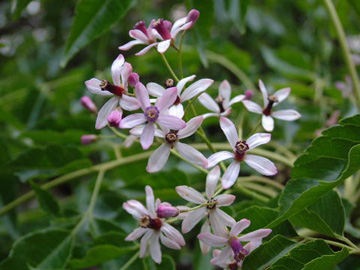 Tháng Ba Hoa Sầu Đông