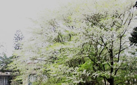 Tuyết Trắng Hoa Sưa