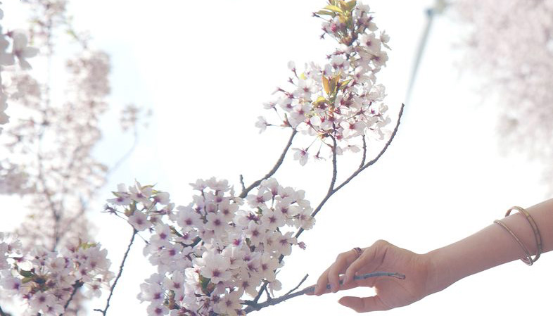 Kí Ức Xuân