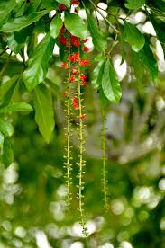 Chu Kỳ Thay Lá, Cây Lộc Vừng