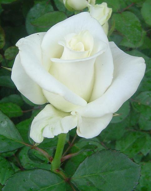 Đoá Hồng Trắng