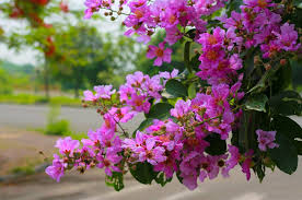 Ảnh bìa truyện
