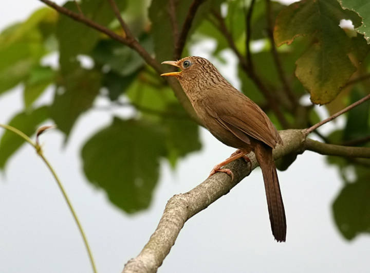 Hoài Ức Của Chim Ch'ơrao