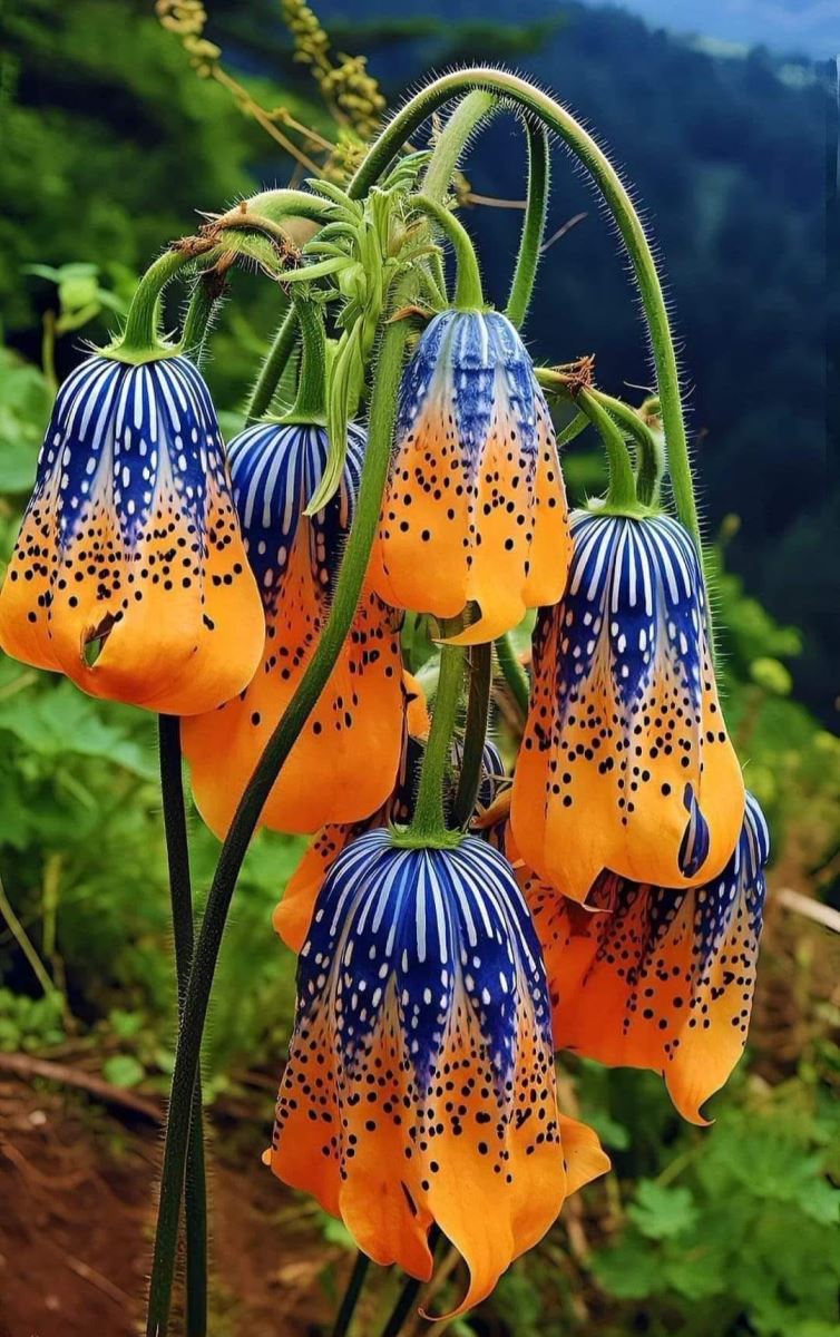 Giọt Buồn Trăm Năm