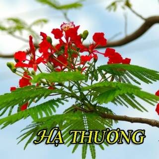 Hạ Thương