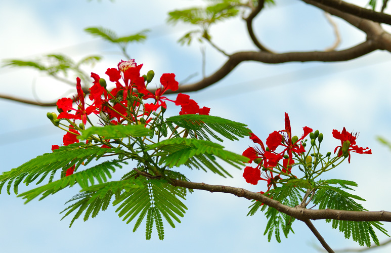 Hồn Mùa Hạ