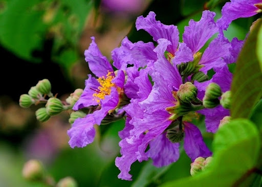 Tháng Năm Bằng Lăng Tím