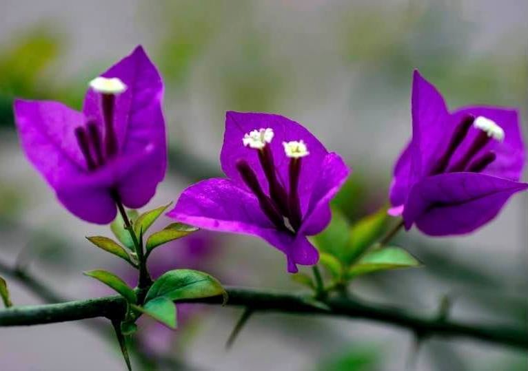 Em Viết Bài Thơ