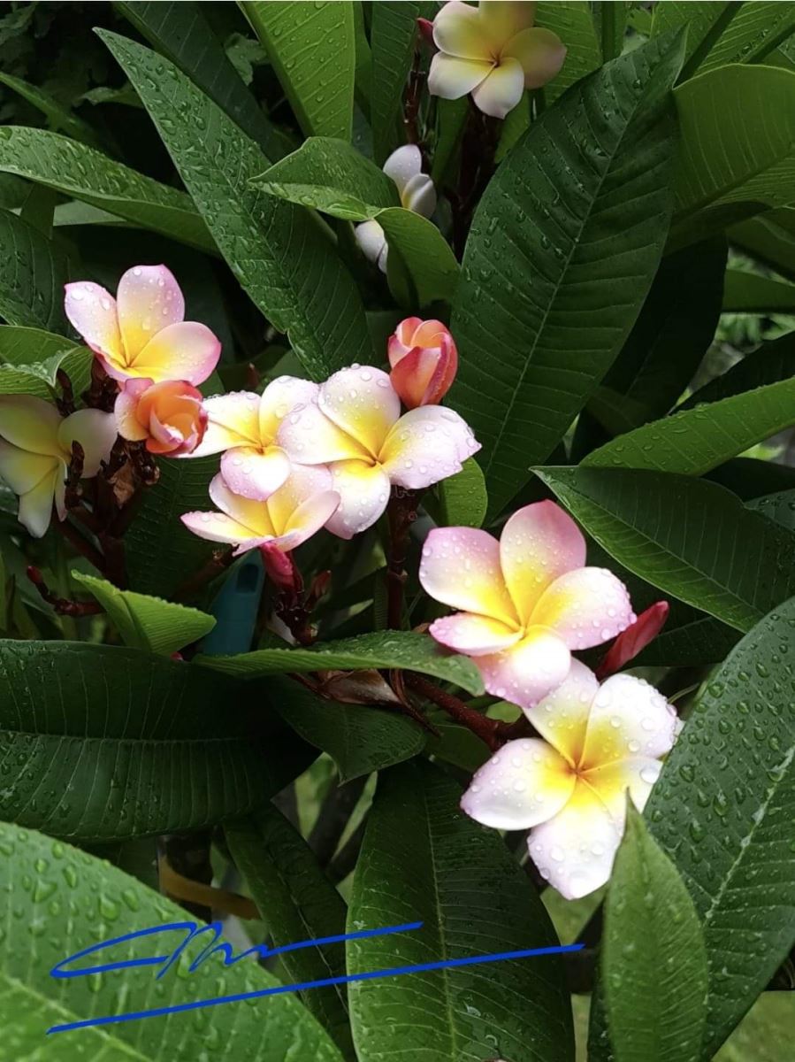 Hoa Sứ Ngày Xưa