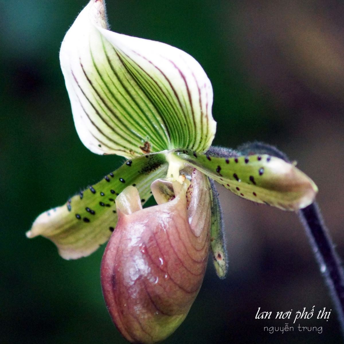 Lan Nơi Phố Thị