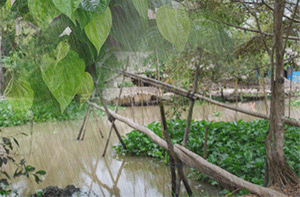 Trở Lại Vườn Xưa