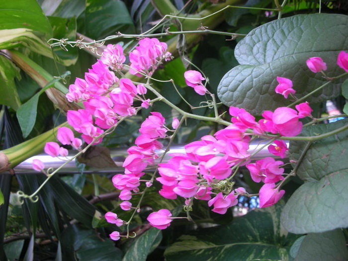 Dáng Hoa Tim Vỡ (Hoa Ti Gôn)