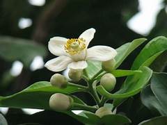 Nhớ Mùa Hoa Bưởi