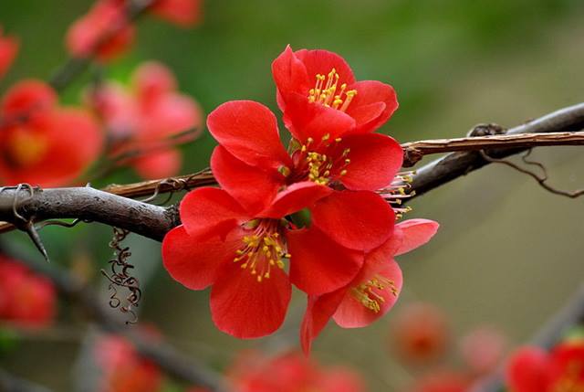 Lới Cám Ơn Đầu Năm