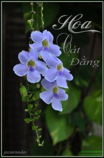 Hoa Cát Đằng 