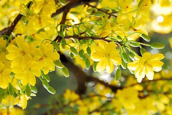 Ước Vọng Ngày Về 