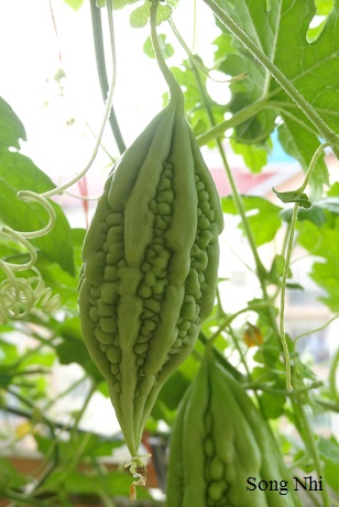 Thương Nhau Lý Khổ Qua 