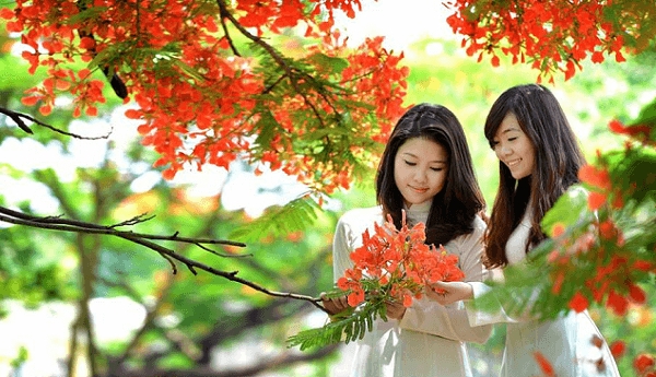 Nhớ Phượng Xưa