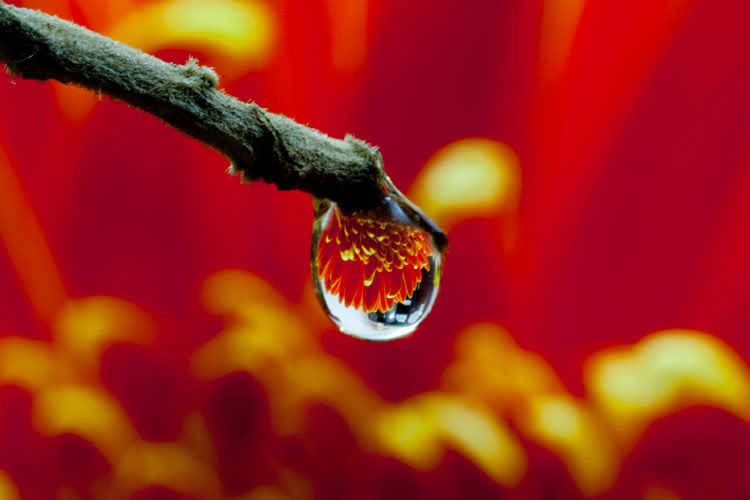 Mong Một Hồi Âm