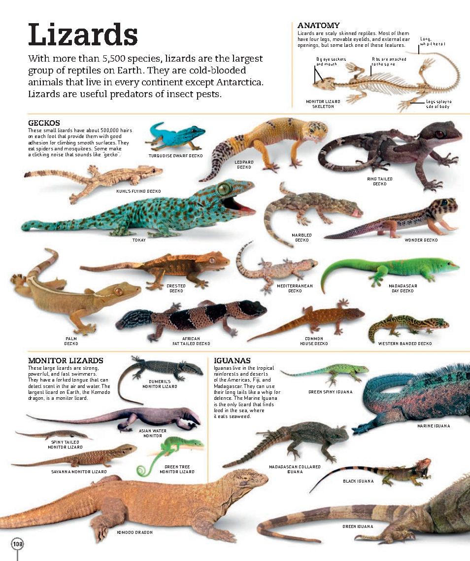 Picturepedia An Encyclopedia on Every Page